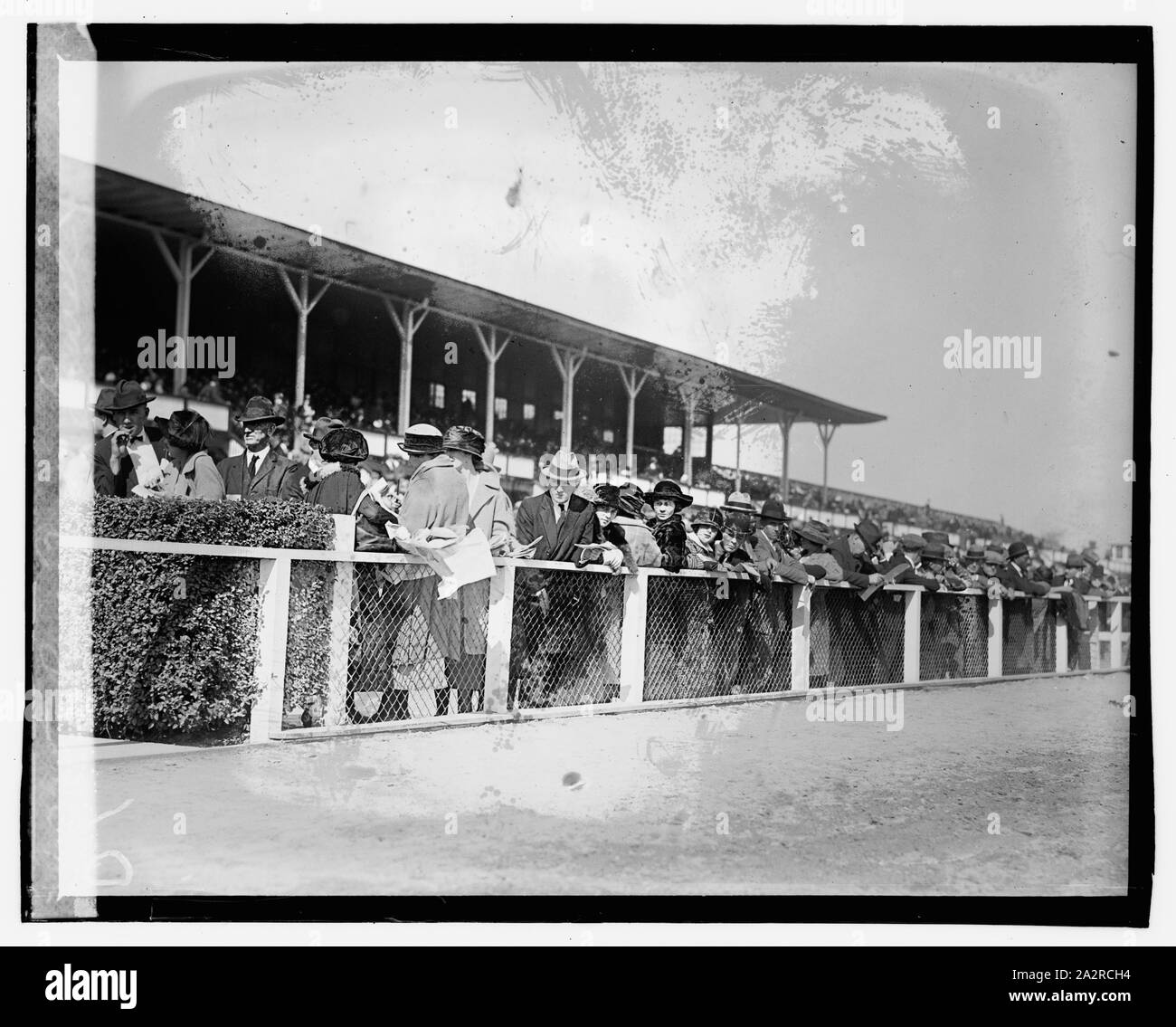 Bourgeons Rail, Laurel Banque D'Images Bourgeons Rail, Laurel Banque D'Images
