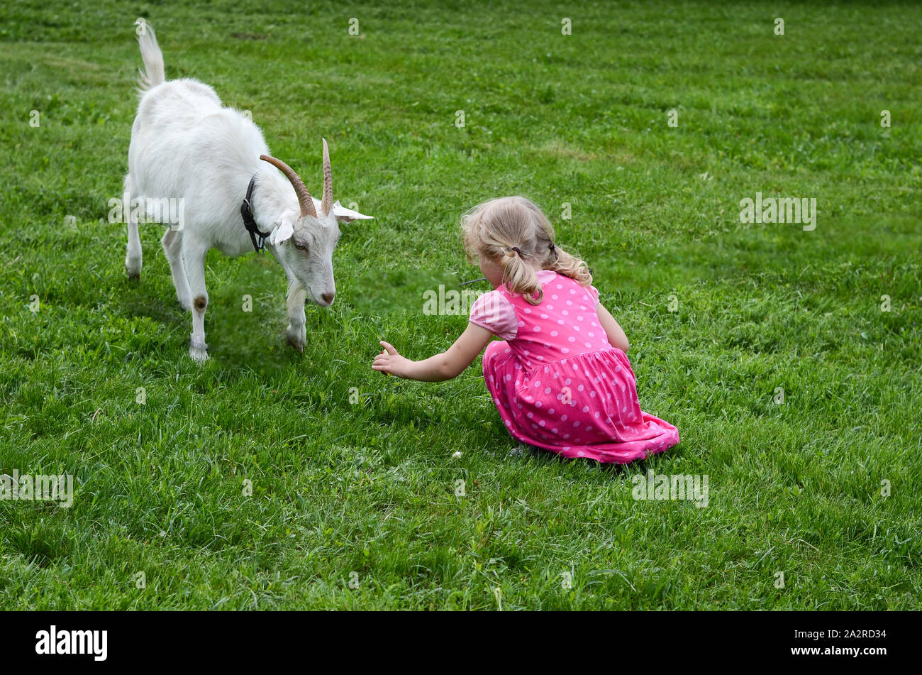 Petite fille blonde une chèvre d'alimentation Banque D'Images