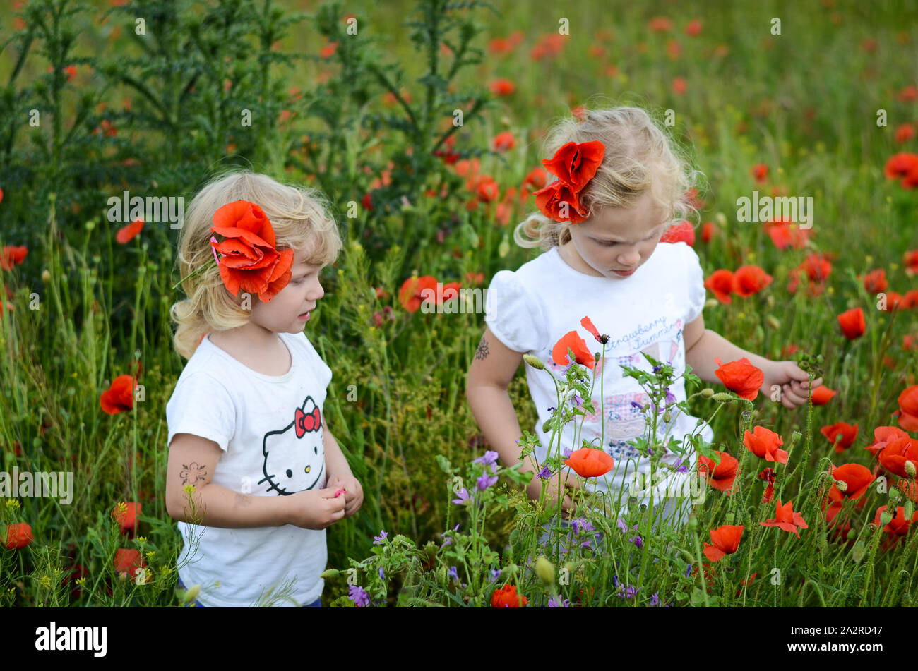 Deux blondes dans un corn poppy meadow Banque D'Images