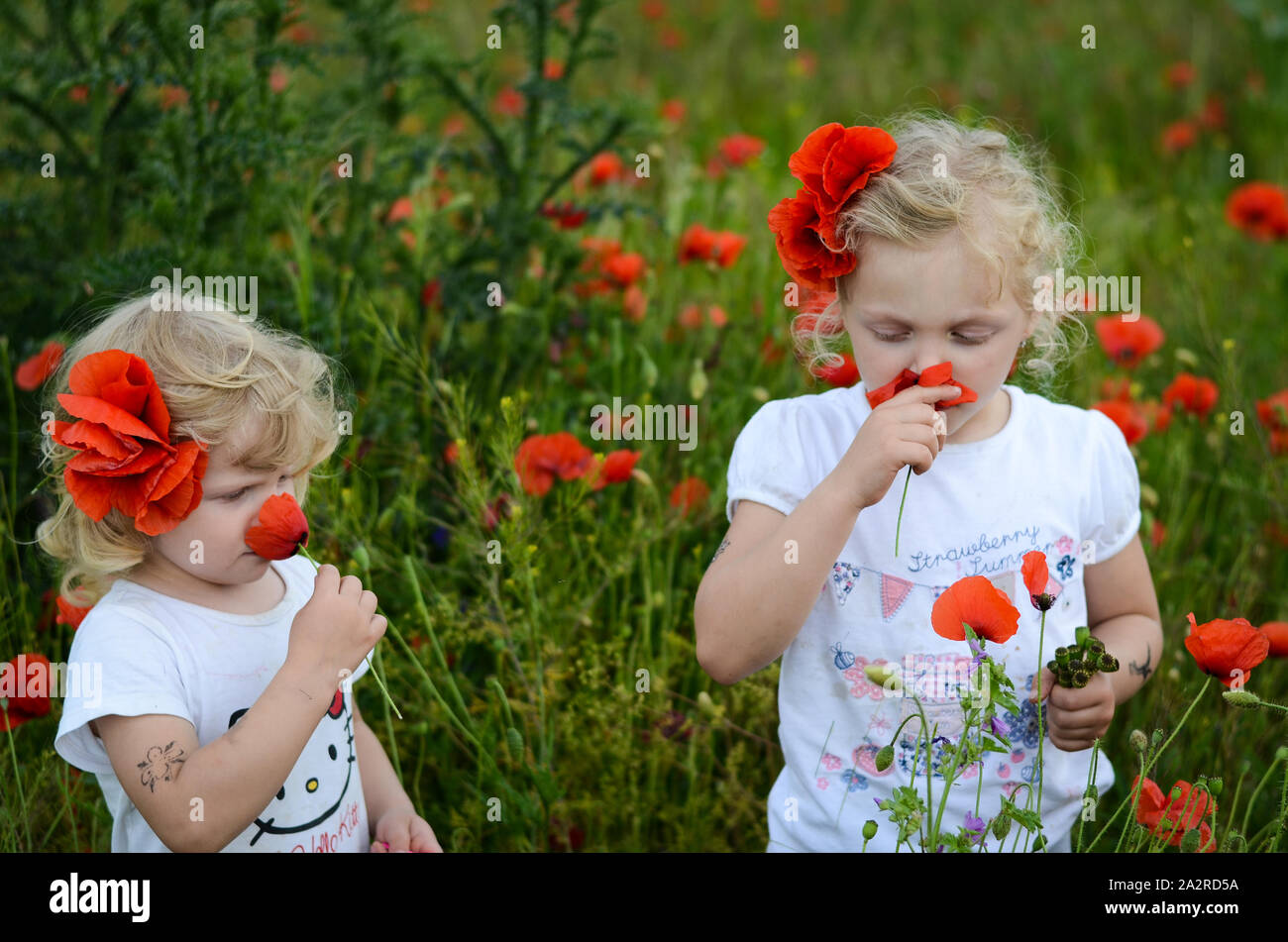 Deux blondes dans un corn poppy meadow Banque D'Images