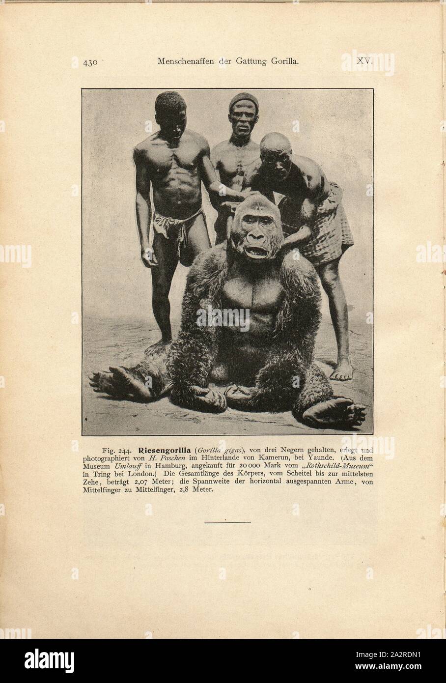 Giant Gorilla gorilla gigas, tenue par trois nègres, tourné et photographié par H. Paschen dans l'arrière-pays du Cameroun ..., gorille géant tué au Cameroun, fig. 244, Paschen, H. (photogr.), 1903, Ernst Haeckel : Anthropogenie, oder, Entwicklungsgeschichte des Menschen : Keimes Stammes-Geschichte- und. Bd. 1. Leipzig : Engelmann, 1903 Banque D'Images