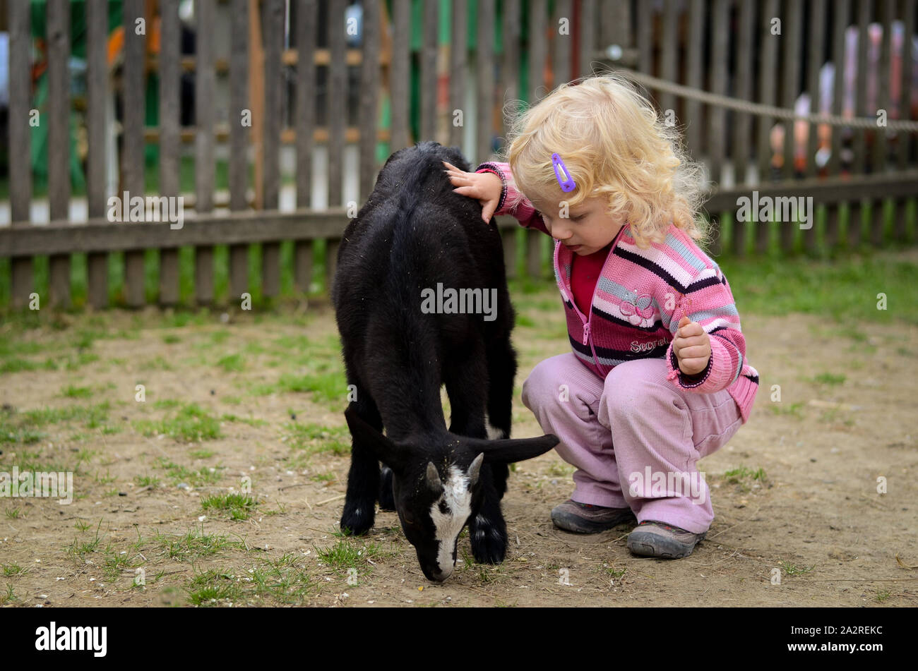 L'enfant blond caressant une chèvre Banque D'Images