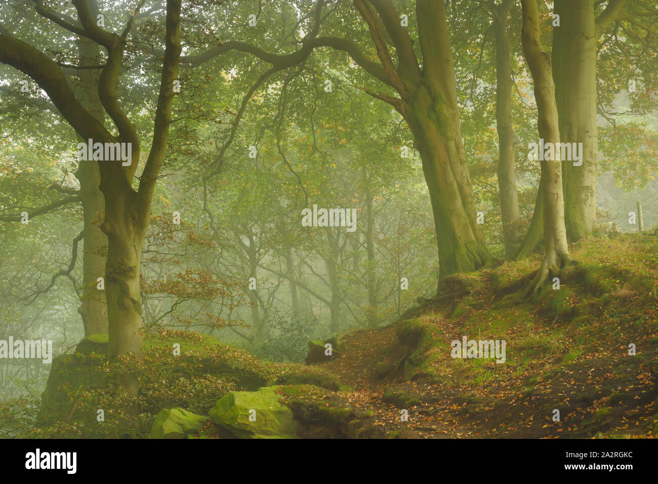 Forêts anciennes dans le Parc Forestier de Chevin, Otley, sur un matin brumeux comme feuilles tombées signaler le début de l'automne. Banque D'Images