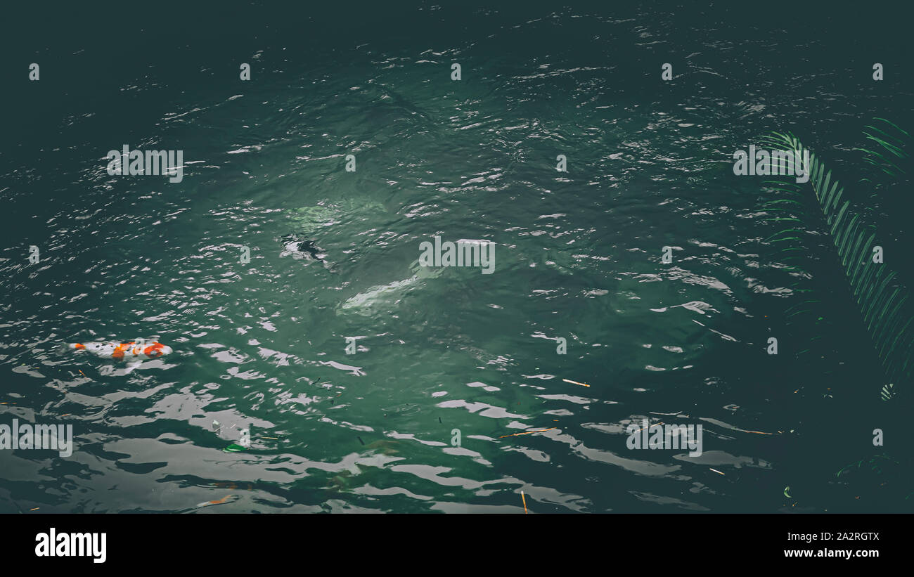 Fantaisie colorés poissons carpes koi, la vie des poissons en étang, nsture beautifil animal japonais Banque D'Images