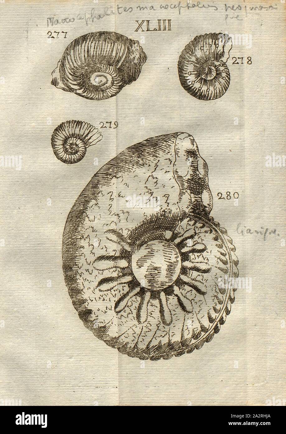 Divers Ammonites, Tenia, Classe III, Pl. XLIII, fig. 277 : Corne d'Ammon à dos pretencioso, bifourchues trifourhcues aux raies et, traversant ainsi le haut de la dernière volute, fig. 278 : Corne d'Ammon au dos en arc, raies et qui sont ornées de petites, éminences, d'oú partent les bifourchues raies du haut, qui forment l'arc, fig. 279 : Corne d'Ammon, raies à bifourschues au haut, qui se annonces en ligne fine, fig. 280 : Corne d'Ammon, ornée de raies, de tubercules et de fleurs, et au dos terme une espèce de ténia, Pl. XLIII, p. 312 après 1778, Louis Bourget : Traité des pétrifications. Paris : Jombert Banque D'Images