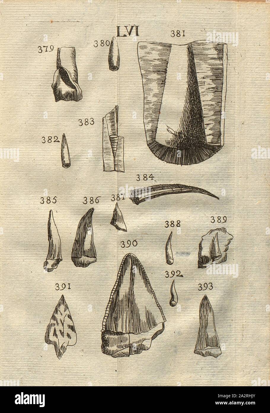 Les huîtres, divers bélemnites, Dents de diverses espèces, Glossopétre, classe IV, Pl. LVI, fig. 379 : Espèce d'huitre de mer en forme de tube, qui le fait ressembler au Bélemnite, fig. 380 : Petit Bélemnite, fig. 381 : Cavité d'un Bélemnite, fig. 382 : Bélemnite différent, fig, 383 Fragment de bélemnite, avec son alvéole, fig. 384 : Tuyau de ver de mer, les soins dentaires, appellé Fig. 385-389 : Divers Dents de poissons appellées Glossopétres, fig. 390 : Dent du Poisson Lamie, ou du Charcarias, fig, 391 : Pétrification en forme de dent, Figs. 392 & 393 : Glossopétre d'autre figure, pl. LVI, page 312 après Banque D'Images