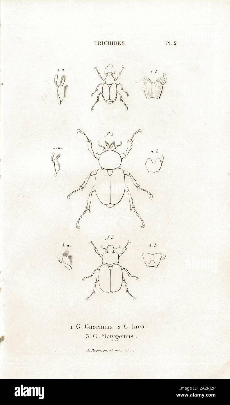2 Trichides, Coléoptère ; fig. 1-3 : G. Gnorimus, G. G., Inca, Platygemus Signé : A. Percheron ad nat., del, Pl. 2, p. 410 après, PERCHERON, Joseph Remy (ad nat. del.) ; Baillière, Jean-Baptiste (éd.), 1833, H. Gory ; A. Percheron : Monographie des cétoines et genres voisins, formant, dans les familles naturelles de Latreille, la division des scarabées mélitophiles. Paris : chez J.-B. Baillière, Libraire ; même Maison ; Londres, 1833 Banque D'Images