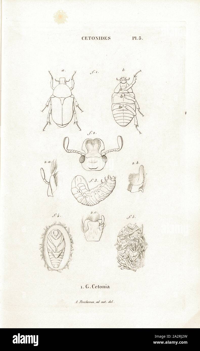 3 Cetonides, coléoptère, fig. 1 : G. Cetonia, signé : A. Percheron ad nat., del, Pl. 5, S.410, PERCHERON, Joseph Remy (ad nat. del.) ; Baillière, Jean-Baptiste (éd.), 1833, H. Gory ; A. Percheron : Monographie des cétoines et genres voisins, formant, dans les familles naturelles de Latreille, la division des scarabées mélitophiles. Paris : chez J.-B. Baillière, Libraire ; même Maison ; Londres, 1833 Banque D'Images