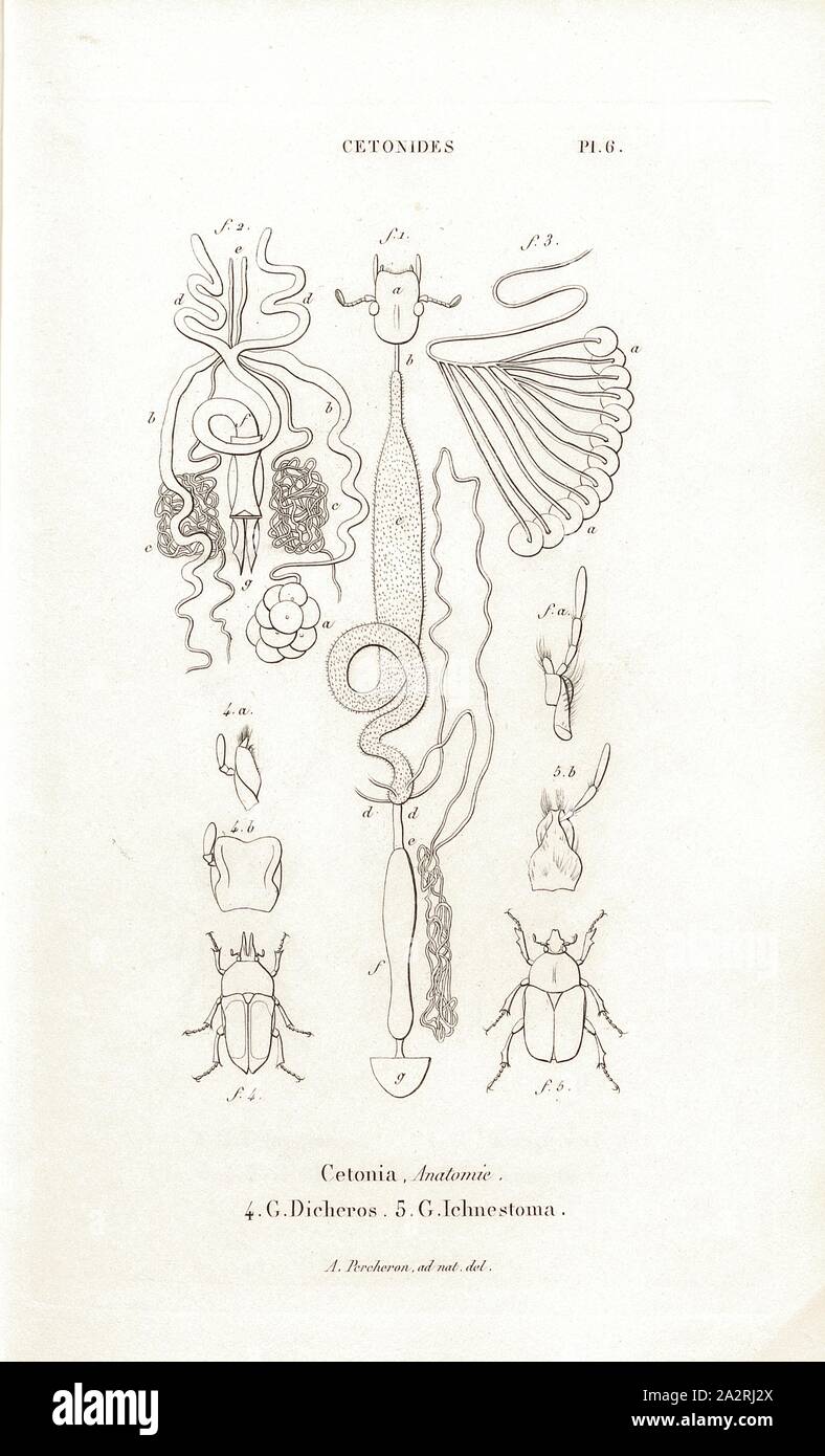 4 Cetonides, coléoptère, fig. 5-4 : Dicheros Ichnestoma G., G., signé : A. Percheron ad nat., del, Pl. 6, p. 410 après, PERCHERON, Joseph Remy (ad nat. del.) ; Baillière, Jean-Baptiste (éd.), 1833, H. Gory ; A. Percheron : Monographie des cétoines et genres voisins, formant, dans les familles naturelles de Latreille, la division des scarabées mélitophiles. Paris : chez J.-B. Baillière, Libraire ; même Maison ; Londres, 1833 Banque D'Images