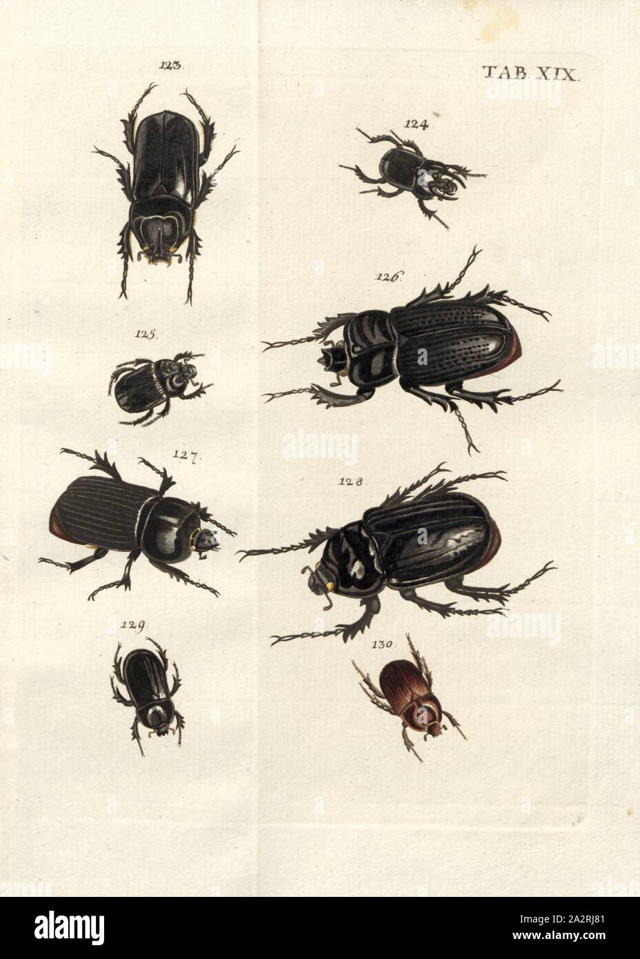 Terricolae. Erdwühler 8, 123. Rhinoceros occidentalis, 124. Typhon, 125. Typhon., Femina, 126. Fissidorsum, 127. Erectidorsum, 128. Aloeus, 129. Muhamedanus, 130. Scrobifer, signé : Val Bischoff, onglet excudit. XIX, p. 103 après, Voet, Johannes Eusebius (del.) ; Bischoff, Valentin (exc.), 1785, Johannes Eusebius Voet ; Georg Wolfgang Franz Panzer : Johann Euseb Abbildungen und Beschreibungen Voets hartschaaligter Insecten : Coleoptera Linn. Nürnberg : dans Bischoffischen Valentin der Kunst- und Buchhandlung, 1785-1798 Banque D'Images