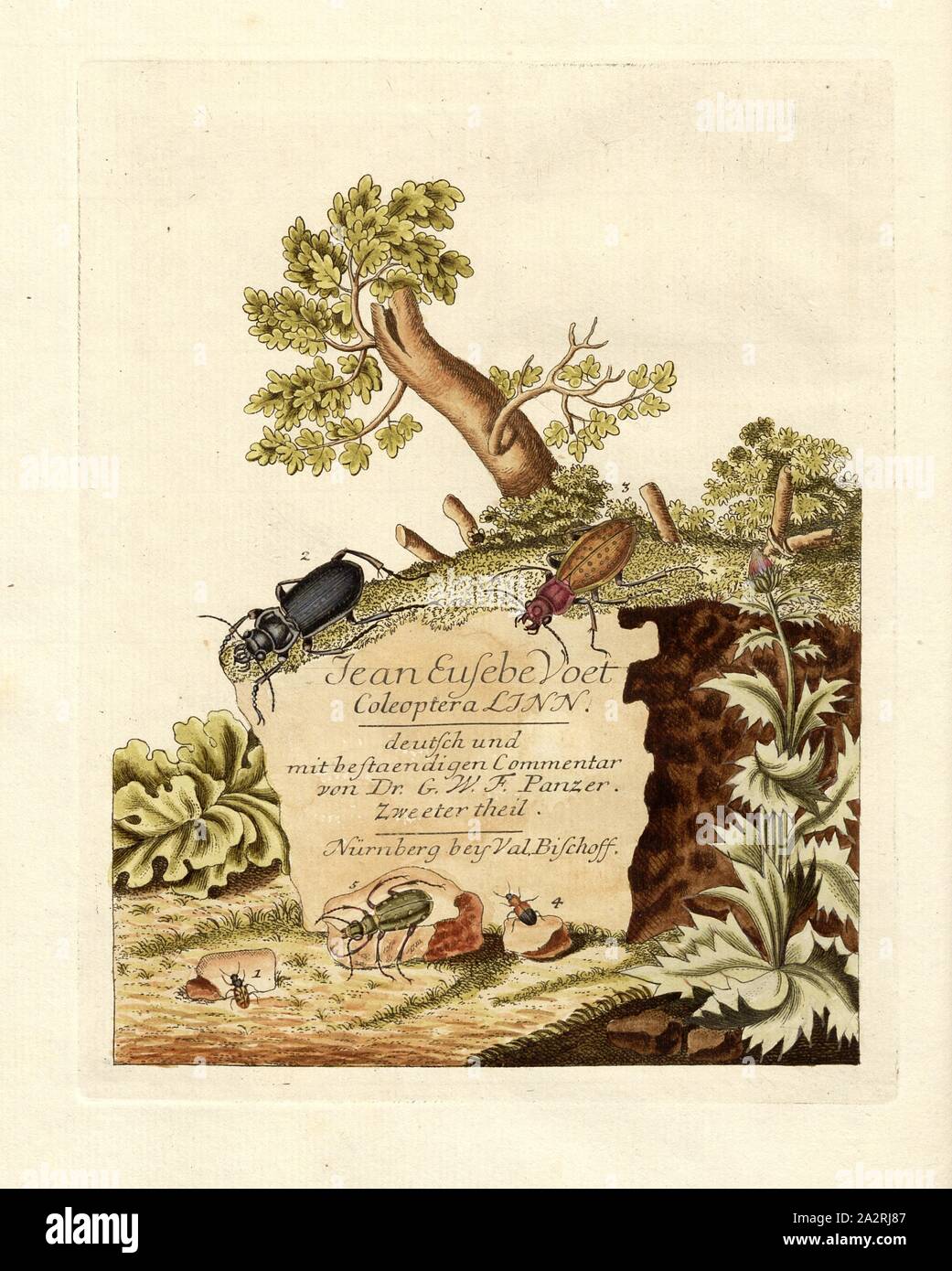 Les insectes 2, titre le cuivre, Voet, Johannes Eusebius (del.) ; Bischoff, Valentin (exc.), 1785, Johannes Eusebius Voet ; Georg Wolfgang Franz Panzer : Johann Euseb Abbildungen und Beschreibungen Voets hartschaaligter Insecten : Coleoptera Linn. Nürnberg : dans Bischoffischen Valentin der Kunst- und Buchhandlung, 1785-1798 Banque D'Images