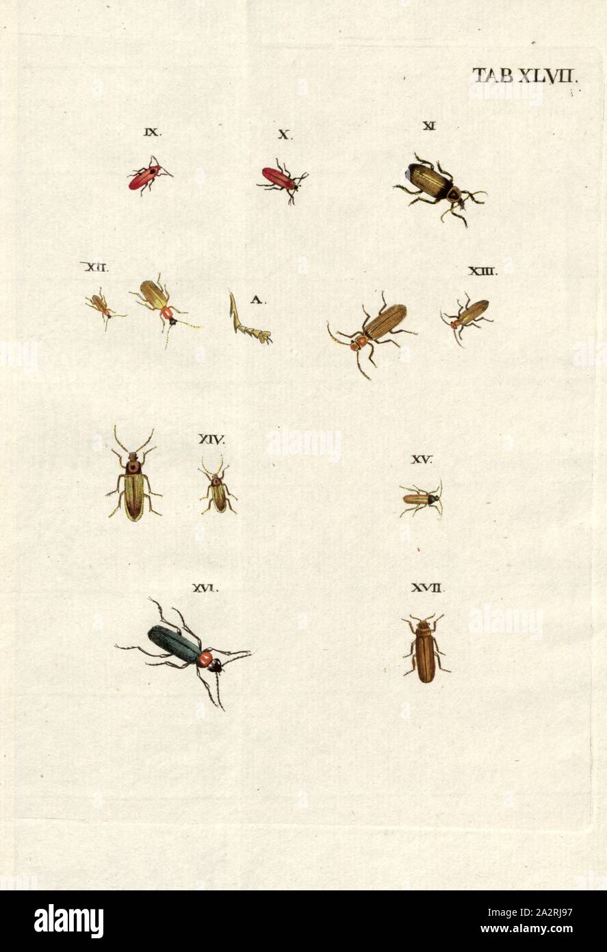 2 Donacia, IX., Pyrochroa Aurora, X. Inconnu, XI., Lampyris rostrata, Linn, XII, XIII, XIV, XV, XVI, XVII, inconnu, à l'onglet. XLVII, p. 134 après, Voet, Johannes Eusebius (del.) ; Bischoff, Valentin (exc.), 1785, Johannes Eusebius Voet ; Georg Wolfgang Franz Panzer : Johann Euseb Abbildungen und Beschreibungen Voets hartschaaligter Insecten : Coleoptera Linn. Nürnberg : dans Bischoffischen Valentin der Kunst- und Buchhandlung, 1785-1798 Banque D'Images