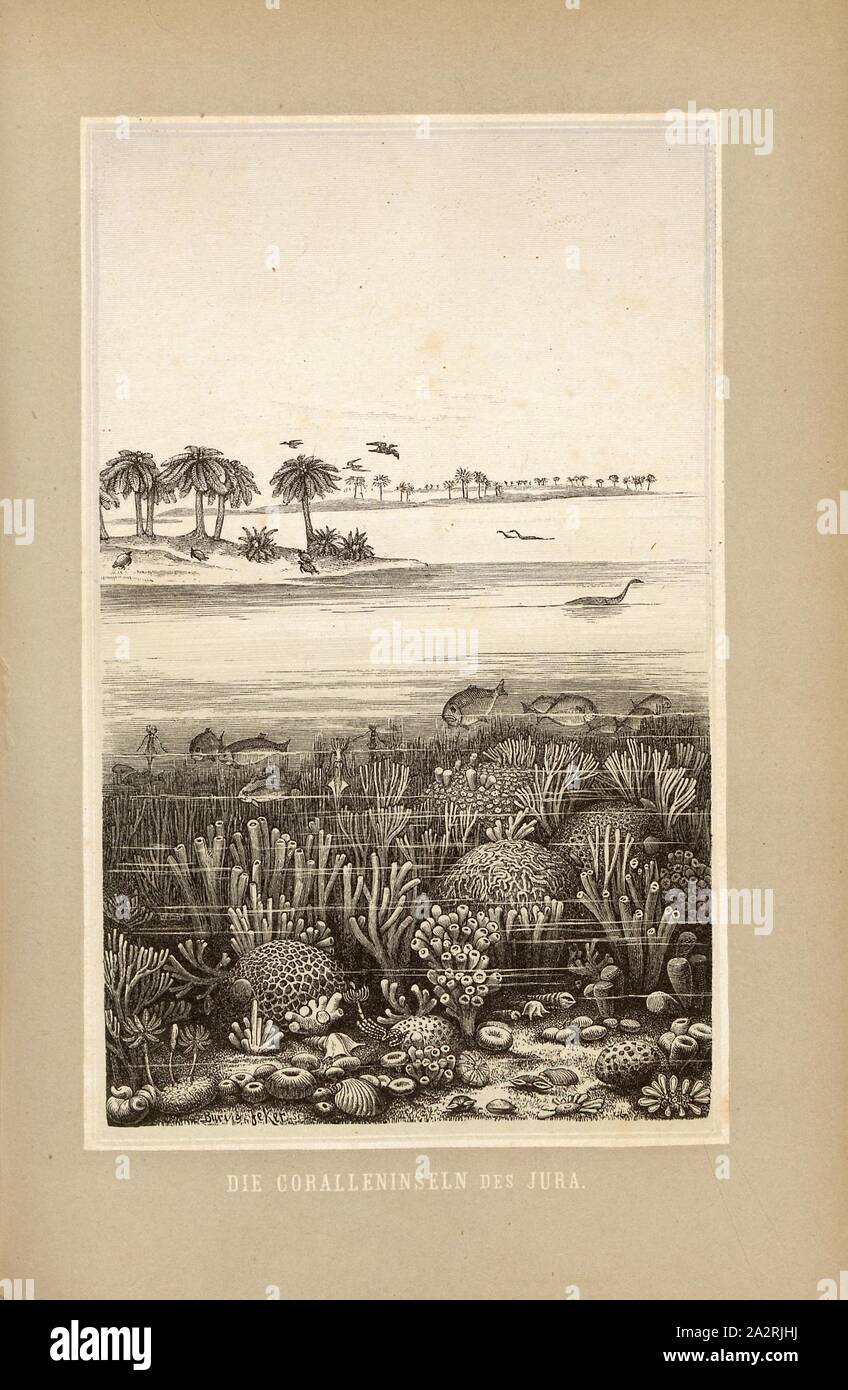 Les îles de corail du Jura, Illustration de formations coralliennes de la période jurassique, à la p. 138, Buri (sc.) ; Jeker (sc.), 1883, Oswald Heer : Die Urwelt der Schweiz. Zurich : Schulthess, 1883 Banque D'Images