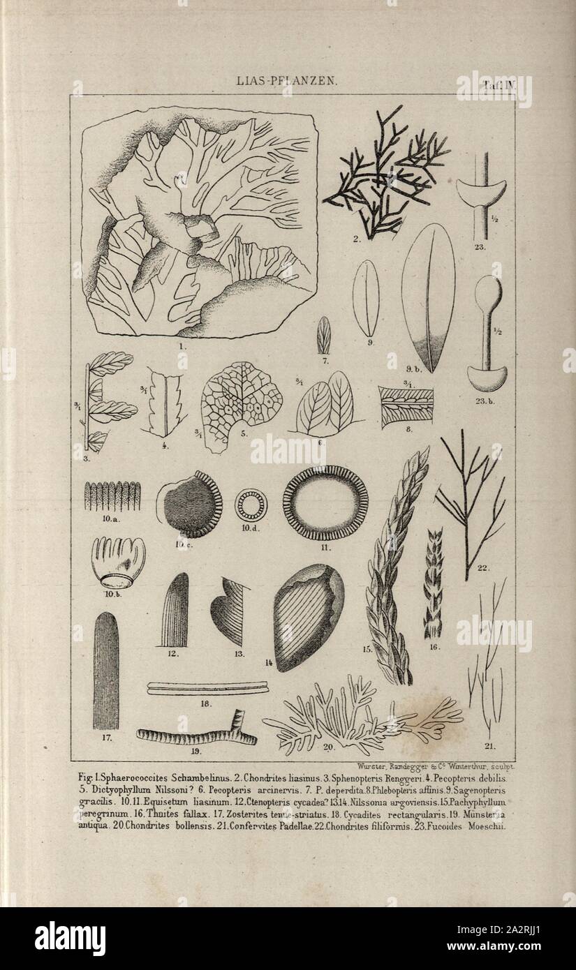 Lias plantes 1, illustrations de diverses plantes Lias, pl. IV, d'après p. 713, 1883, Oswald Heer : Die Urwelt der Schweiz. Zurich : Schulthess, 1883 Banque D'Images