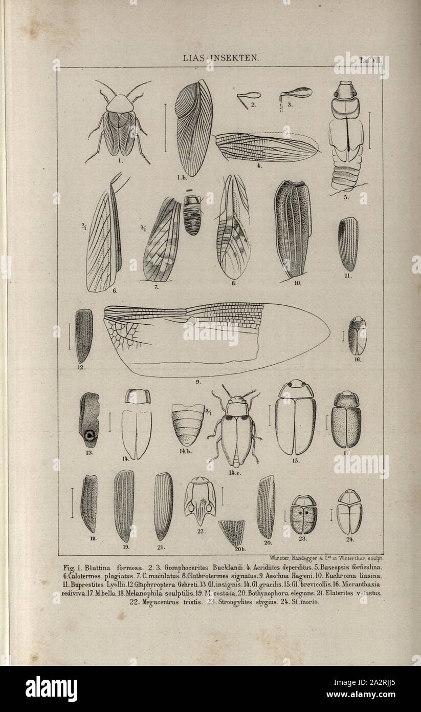 Insectes 1 lias, divers insectes de la plaque de Lias, VII, p. 713, après 1883, Oswald Heer : Die Urwelt der Schweiz. Zurich : Schulthess, 1883 Banque D'Images
