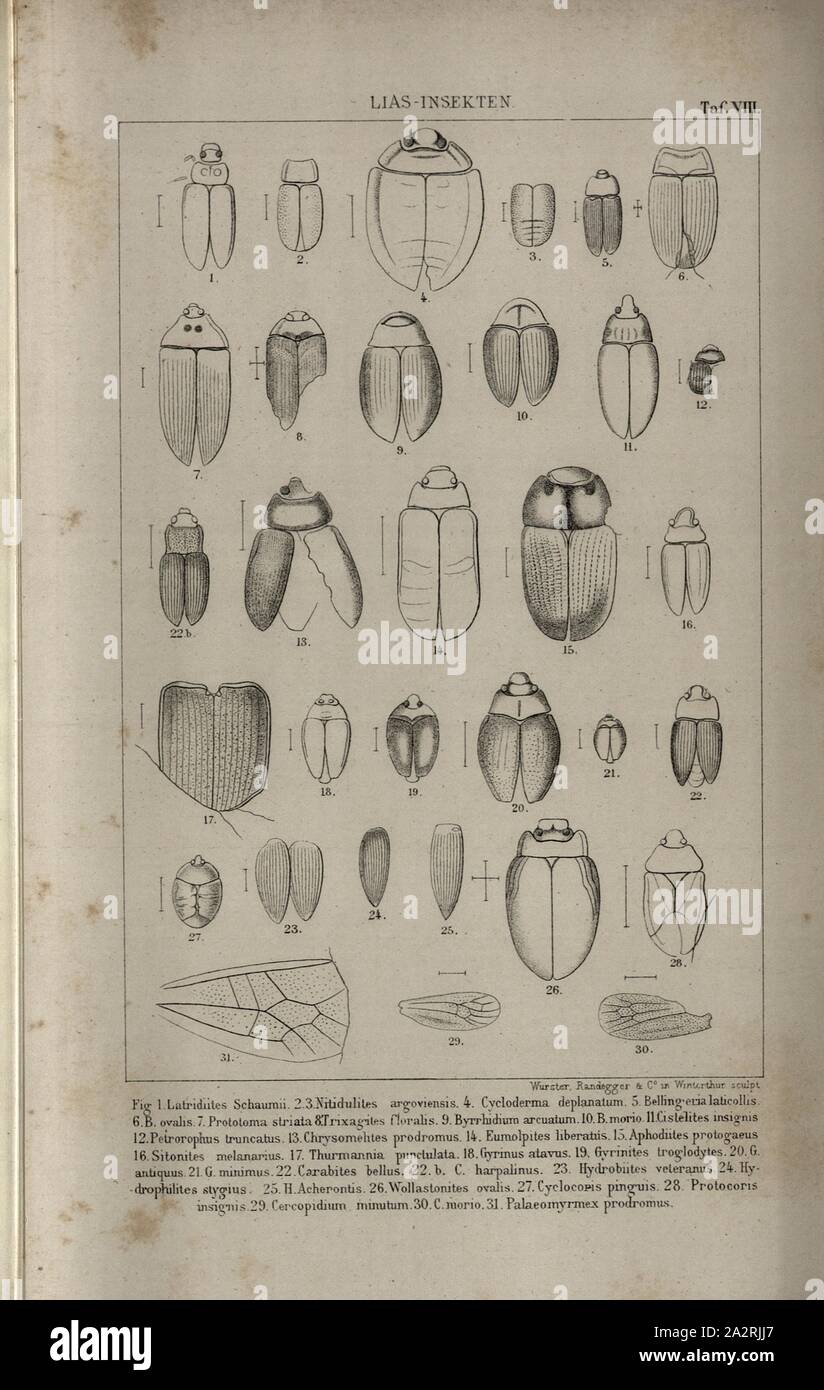 Insectes 2 lias, divers insectes du Lias, pl. VIII, d'après p. 713, 1883, Oswald Heer : Die Urwelt der Schweiz. Zurich : Schulthess, 1883 Banque D'Images