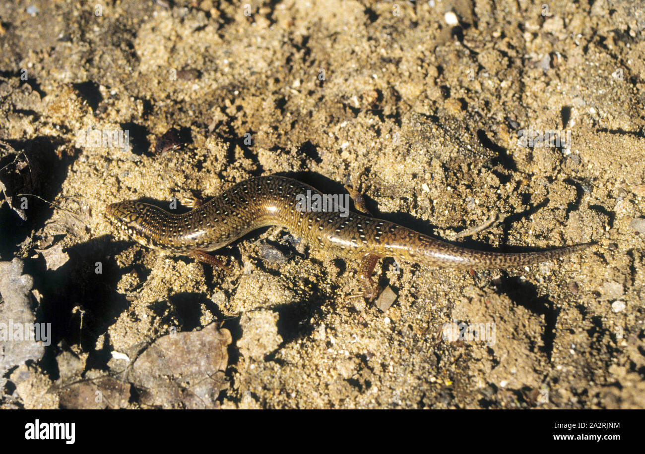 Chalcides ocellatus scinque borgne - -נחושית עינונית Banque D'Images