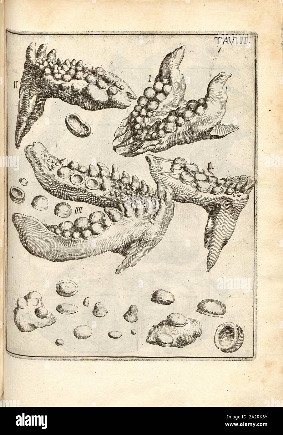 Sasso di Malta ... Serpent pétrifié, 17e siècle, les dents de serpent fossilisé tav., II, p. 168, après 1670, Agostino Scilla : La vana speculazione disingannata risponsiva dal senso : lettera circa i corpi Marini, che si trovano dans petrificati varii luoghi terrestri. En Naples : appresso Andrea Colicchia, 1670 Banque D'Images