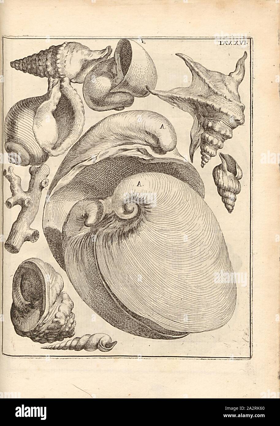 Pendedattilo, dit turbine, illustration du 17ème siècle les coquilles fossilisées, tav., XVI, p. 168, après 1670, Agostino Scilla : La vana speculazione disingannata risponsiva dal senso : lettera circa i corpi Marini, che si trovano dans petrificati varii luoghi terrestri. En Naples : appresso Andrea Colicchia, 1670 Banque D'Images