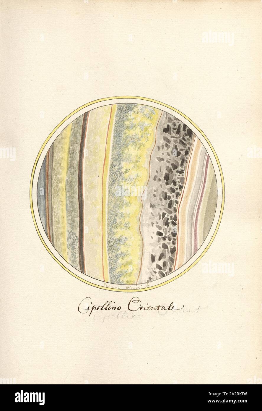 Cipollino Orientale, coupe d'une roche, signé : Gaetano Piccini F, fig. 13, p. 33, Piccini, Gaetano (FEC), Gaetano Piccini : brèche] [antica. [Rom] : [s.n.], [17 Banque D'Images