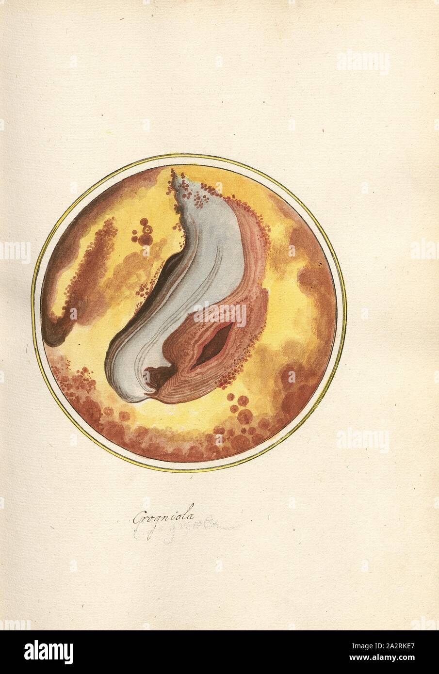 Crogniola 1, coupe d'une roche, fig. 19, p. 45, Piccini, Gaetano (FEC), Gaetano Piccini : brèche] [antica. [Rom] : [s.n.], [17 Banque D'Images