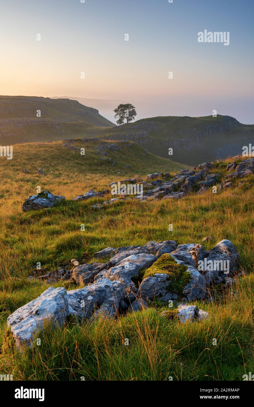 Un arbre isolé se situe sur la chaussée de calcaire dans le beau paysage de Malham Lings comme dernier brouillard d'une inversion de température d'été attrape la lumière. Banque D'Images