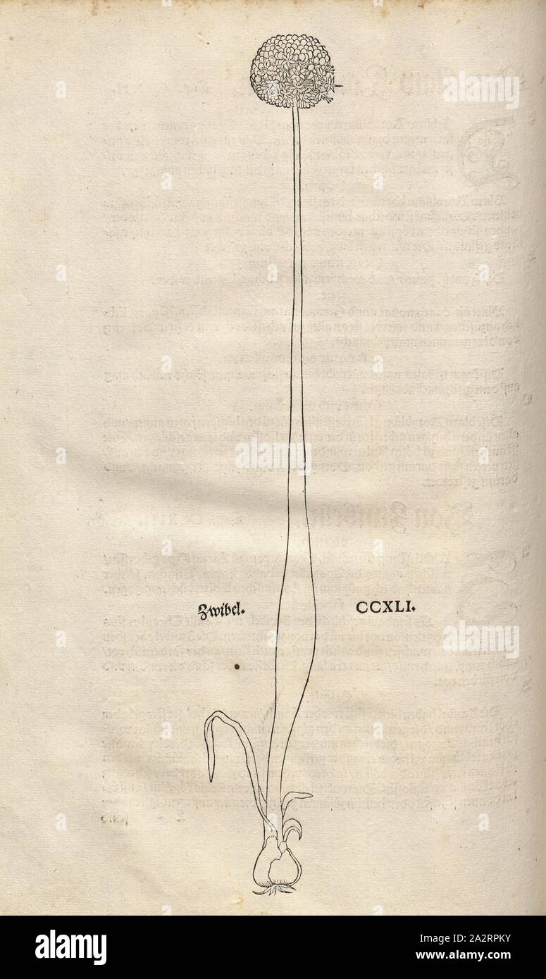 L'oignon, l'illustration d'un 16e siècle l'oignon, Pl. CCXLI, p. 434, 1543, Leonhart Fuchs : Nouveau Kreuterbuch, dans welchem nit Allein die gantz histori, das ist, Namur, la gestalt, statt und Zeit der wachsung [...]. Basell : Isingrin, 1563 Banque D'Images