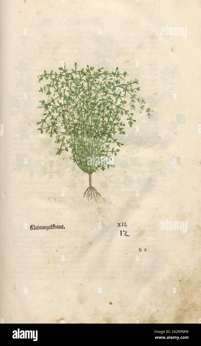 Petit oiseau herb, fig. 13, XII, Capitel J-L., Leonhart Fuchs : Nouveau Kreuterbuch, dans welchem nit Allein die gantz histori, das ist, Namur, la gestalt, statt und Zeit der wachsung [...] des meysten theyls der Kreuter dans Teutschen und anderen Landen wachsen, [...] beschriben, sonder auch aller derselben wurtzel, stengel, [...] abgebildet contrafayt und ist. Basell : Isingrin 1563 Banque D'Images