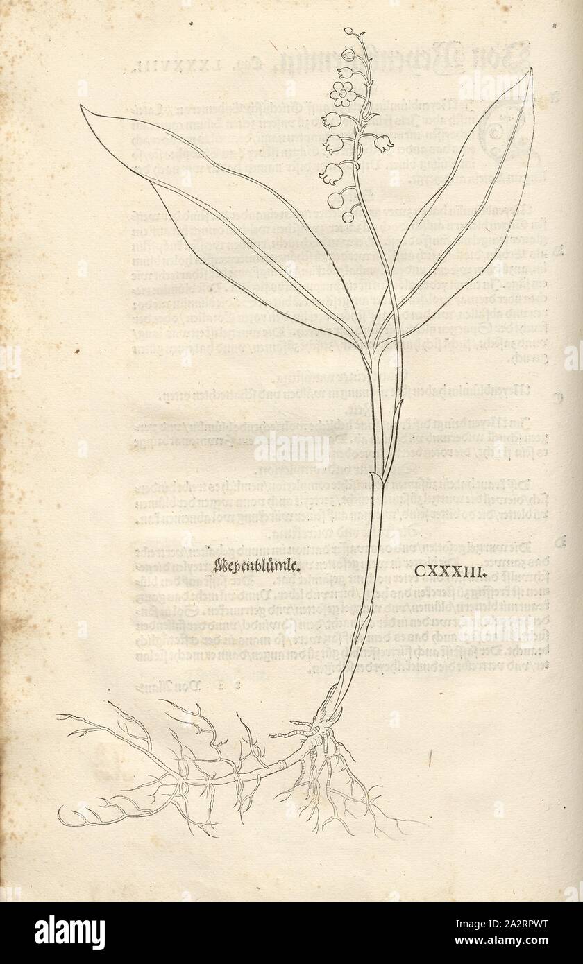 Meyenblümle, Illustration d'un 16e siècle Mayflower, Pl. CXXXIII, 1543, p. 254, Leonhart Fuchs : Nouveau Kreuterbuch, dans welchem nit Allein die gantz histori, das ist, Namur, la gestalt, statt und Zeit der wachsung [...]. Basell : Isingrin, 1563 Banque D'Images