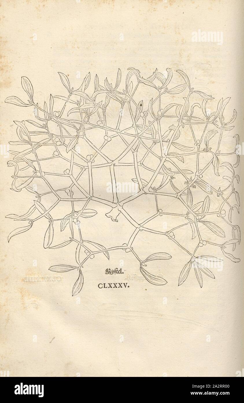 Mystel, Illustration d'un 16e siècle le gui, pl. 340 LA SESSION CLXXXV SUR, p., 1543, Leonhart Fuchs : Nouveau Kreuterbuch, dans welchem nit Allein die gantz histori, das ist, Namur, la gestalt, statt und Zeit der wachsung [...]. Basell : Isingrin, 1563 Banque D'Images