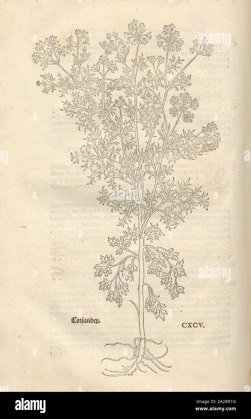 De la coriandre, de l'illustration d'un 16e siècle de la coriandre, Pl. CXCV, p. 356, 1543, Leonhart Fuchs : Nouveau Kreuterbuch, dans welchem nit Allein die gantz histori, das ist, Namur, la gestalt, statt und Zeit der wachsung [...]. Basell : Isingrin, 1563 Banque D'Images