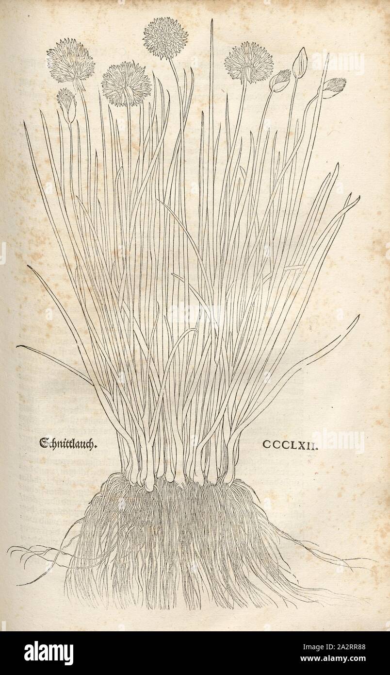 Ciboulette, Illustration d'une ciboulette du 16ème siècle, Pl. CCCLXII, p. 631, 1543, Leonhart Fuchs : Nouveau Kreuterbuch, dans welchem nit Allein die gantz histori, das ist, Namur, la gestalt, statt und Zeit der wachsung [...]. Basell : Isingrin, 1563 Banque D'Images