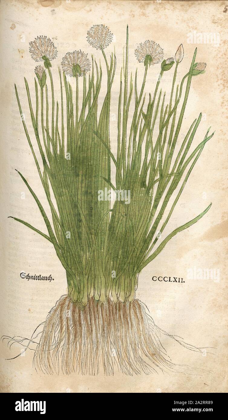 Ciboulette, fig. 363, CCCLXII, Capitel CCI-CCL., Leonhart Fuchs : Nouveau Kreuterbuch, dans welchem nit Allein die gantz histori, das ist, Namur, la gestalt, statt und Zeit der wachsung [...] des meysten theyls der Kreuter dans Teutschen und anderen Landen wachsen, [...] beschriben, sonder auch aller derselben wurtzel, stengel, [...] abgebildet contrafayt und ist. Basell : Isingrin 1563 Banque D'Images