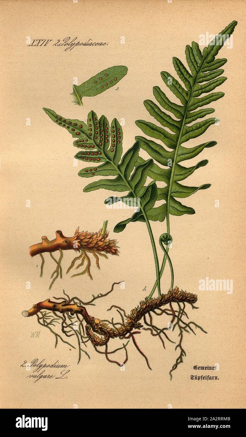 Polypodium vulgare l polypody commun Banque de photographies et d ...
