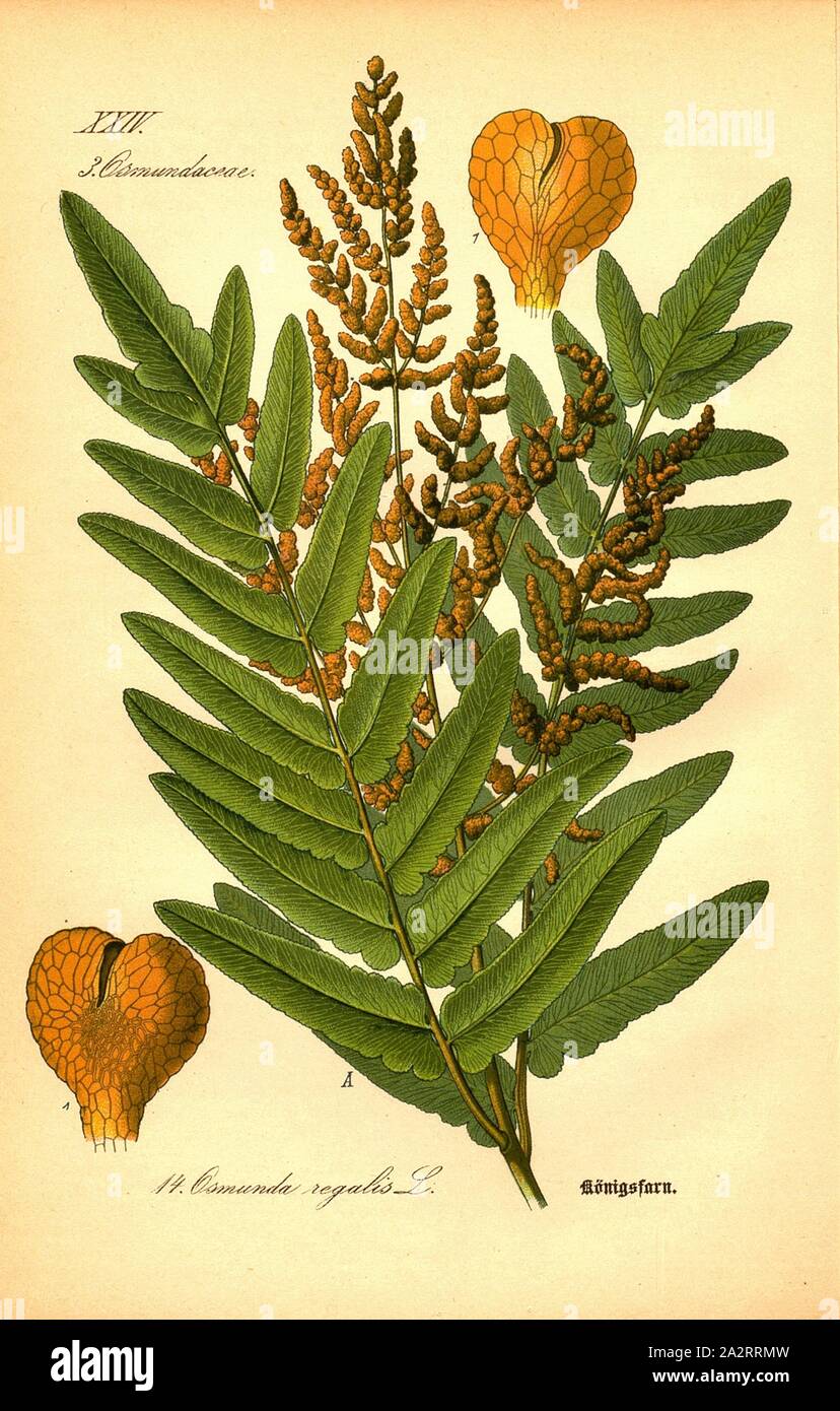 Fougère de Boston, Osmunda regalis L. - osmonde royale, famille : 3. Osmundacae - panicule ou fougère osmonde royale famille, planche 14, après p. 42 (vol. 1), 1886, Otto Wilhelm Thomé : Le professeur Thomé's Flora von Deutschland, Österreich und der Schweiz in Wort und Bild. Gera-Untermhaus : Verlag von Fr. Eugen Köhler, [1886 Banque D'Images