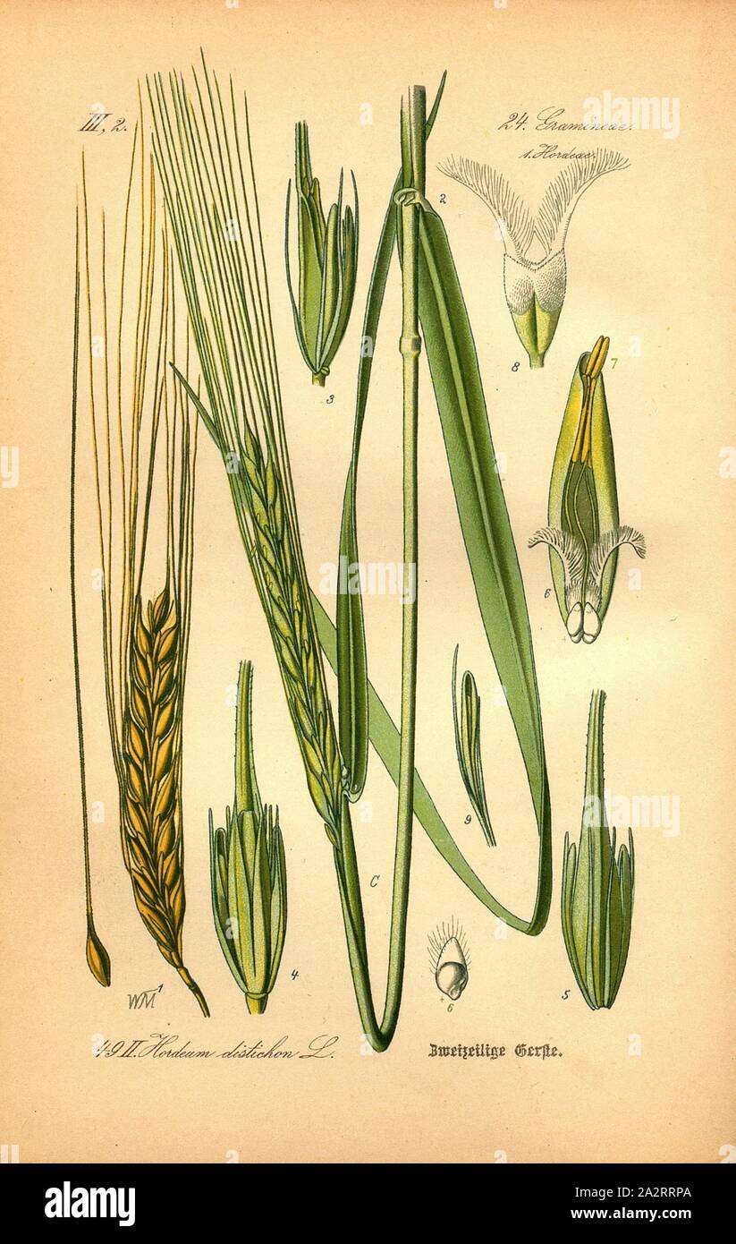 Deux lignes de l'orge, Hordeum distichum L. - ou de l'orge à deux rangs, orge de printemps, Famille : 24. Gramineae, 1. Hordeae de graminées, d'herbes d'orge, signé : WM, la plaque 49 II, S. 104 (Bd, ), Müller, W., 1886, Otto Wilhelm Thomé : Le professeur Thomé's Flora von Deutschland, Österreich und der Schweiz in Wort und Bild. Gera-Untermhaus : Verlag von Fr. Eugen Köhler, [1886 Banque D'Images