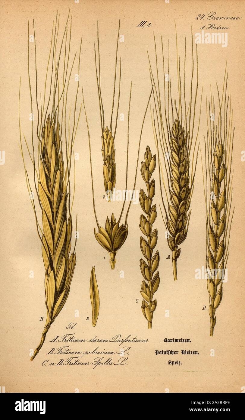 Blé Blé barbu, Polonais et orthographié, un : Triticum durum Desfontaines., blé barbu -, B : Triticum polonicum L. - Blé, C et D : Triticum spelta L. - orthographié, orthographié, Famille : 24. Gramineae, 1. - Hordeae de graminées, d'herbes d'orge, de la plaque 51, à la p. 108 (vol. 1), 1886, Otto Wilhelm Thomé : Le professeur Thomé's Flora von Deutschland, Österreich und der Schweiz in Wort und Bild. Gera-Untermhaus : Verlag von Fr. Eugen Köhler, [1886 Banque D'Images