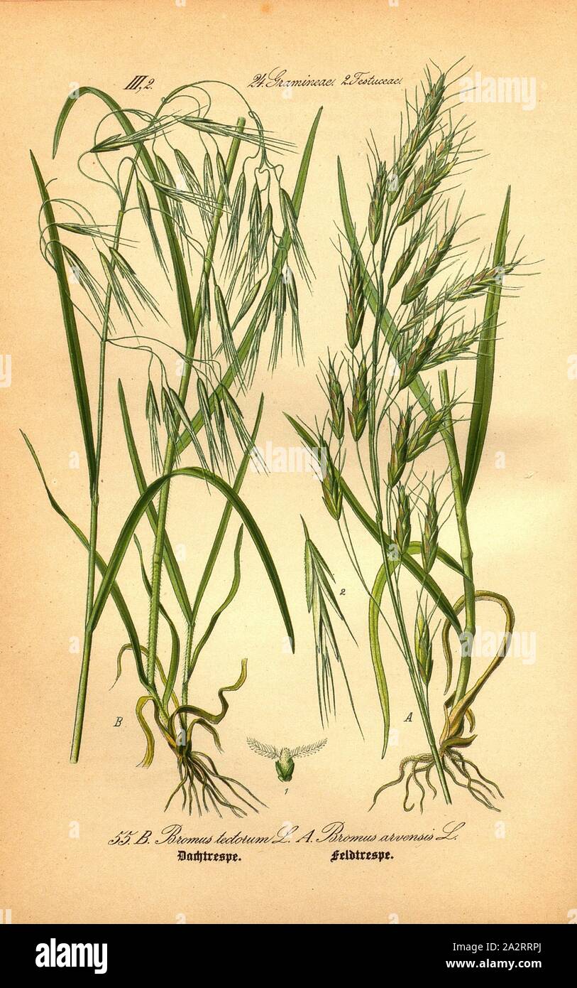 Dachtrespe trespe sur le terrain et, d'un : Bromus arvensis L. - Domaine Trespe ou champ Trespe, B : Le Bromus tectorum L. - Toit Trespe, Famille : 24. Gramineae, 2. Festucaceae - graminées, de fétuque, de la plaque, après 55 S, 116 (vol. 1), 1886, Otto Wilhelm Thomé : Le professeur Thomé's Flora von Deutschland, Österreich und der Schweiz in Wort und Bild. Gera-Untermhaus : Verlag von Fr. Eugen Köhler, [1886 Banque D'Images