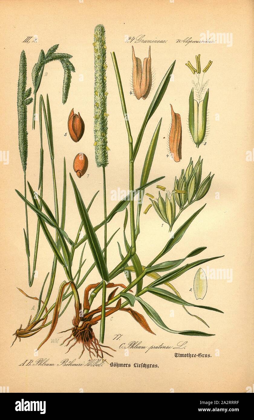 Böhmers Lieschgras Timothee-Gras, et A et B : Phleum Böhmeri Wibel - Böhmers Lieschgras Glanz-Lieschgras ou C :, Phleum pratense L. - Timothy grass prairie ou l'herbe, Famille : 24. Gramineae, 7. Alopecuroideae - d'herbes, de graminées, de la sétaire verte Signé : WM, la plaque 77, après la p. 170 (vol. 1), Müller, W., 1886, Otto Wilhelm Thomé : Le professeur Thomé's Flora von Deutschland, Österreich und der Schweiz in Wort und Bild. Gera-Untermhaus : Verlag von Fr. Eugen Köhler, [1886 Banque D'Images