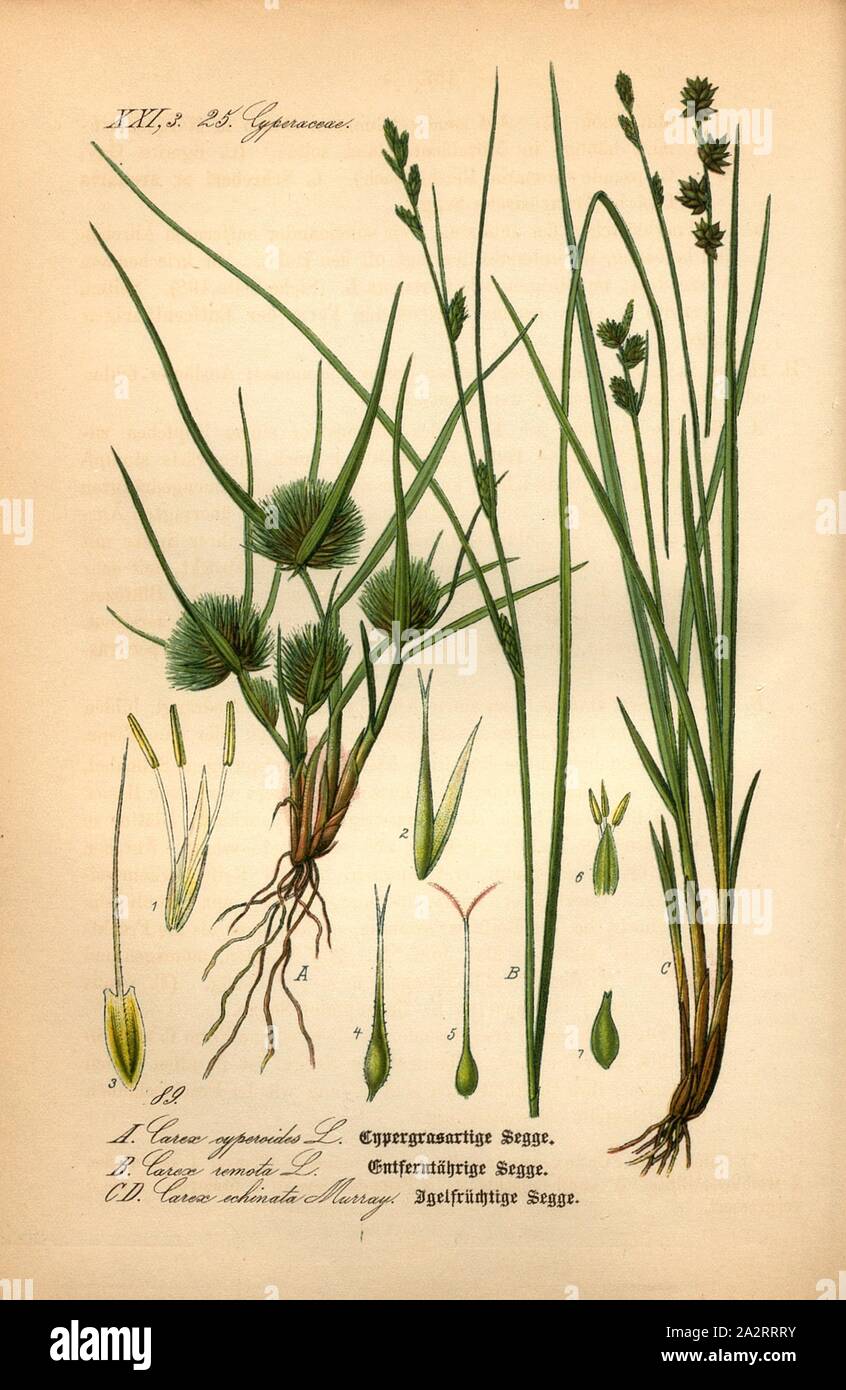 Segge Cypergrasartige Entferntährige Igelfrüchtige, und Segge Segge, un cyperoïdes : Carex L. - Cypero-herbacé ou carex carex bohème, B : Carex remota L. - carex à longue queue ou lâche de carex, C et D : Carex echinata Murray - carex à fruits Igel, Famille : 25. Cyperaceae - graminées, pl. 89, p. 196 après (vol. 1), 1886, Otto Wilhelm Thomé : Le professeur Thomé's Flora von Deutschland, Österreich und der Schweiz in Wort und Bild. Gera-Untermhaus : Verlag von Fr. Eugen Köhler, [1886 Banque D'Images