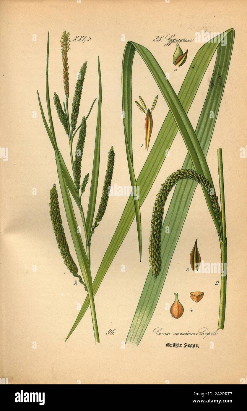 Segge Grösste, Carex maxima Scopoli - pendaison ou plus grand, carex Famille : 25. Cyperaceae - graminées, pl. 96, p. 234 après (vol. 1), 1886, Otto Wilhelm Thomé : Le professeur Thomé's Flora von Deutschland, Österreich und der Schweiz in Wort und Bild. Gera-Untermhaus : Verlag von Fr. Eugen Köhler, [1886 Banque D'Images