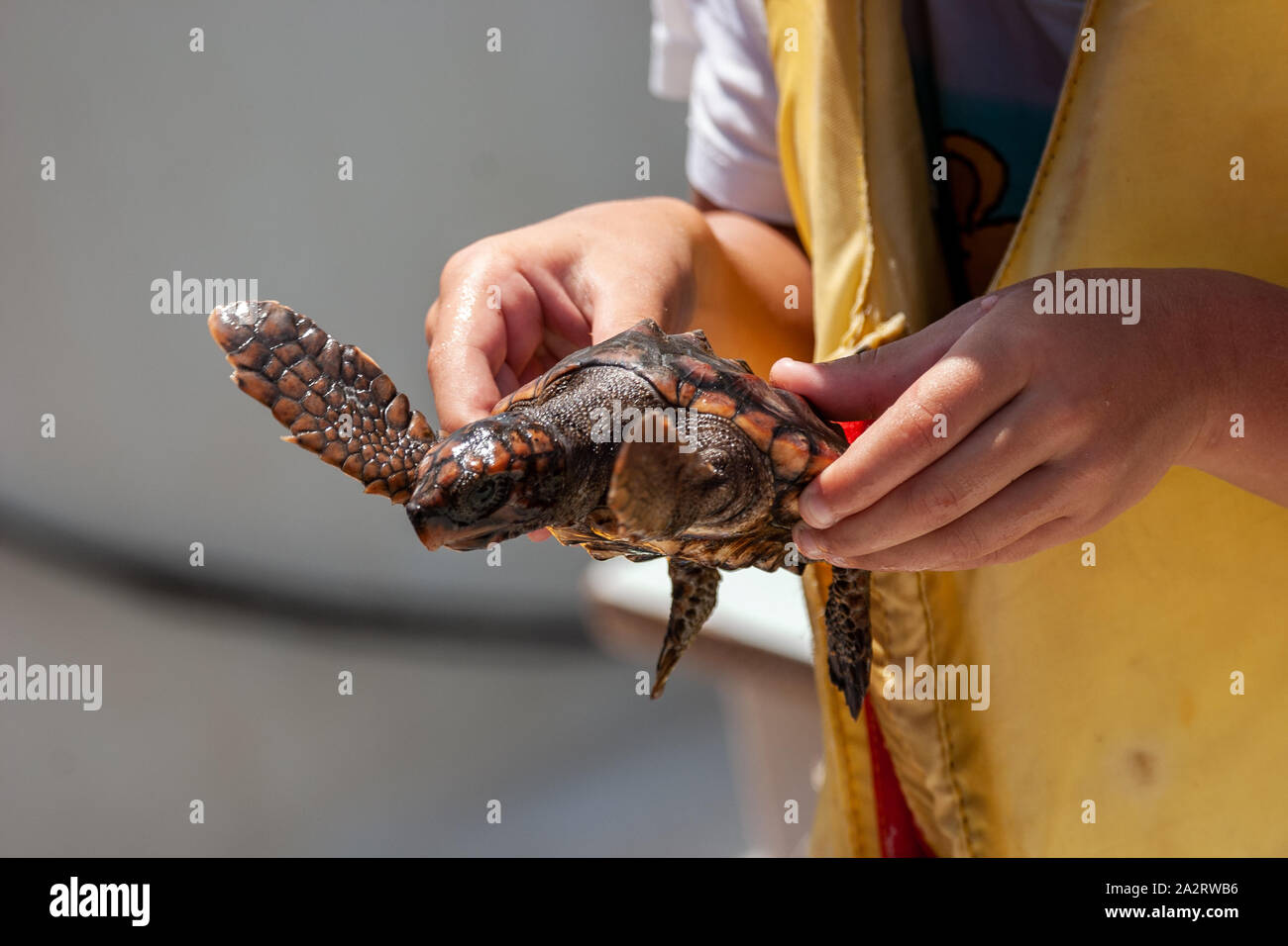 Tortue de mer loggerhead (Caretta caretta) Banque D'Images