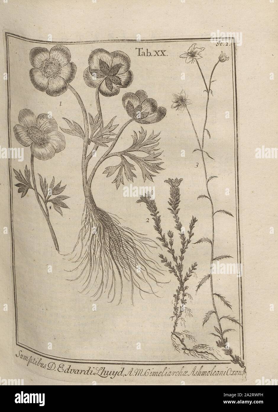 Fleurs des Alpes 1, Illustration de fleurs différentes avec l'apparition dans les Alpes, à l'onglet. 20 (2), de l'Iter après p. 140, 1723, Johann Jakob Scheuchzer : Ouresiphoites Helveticus, sive itinera Helvetiae alpinas, par regiones facta annis MDCCII, MDCIII, MDCCIV, MDCCV MDCCVI, MDCCVII, MDCCIX MDCCX,,, MDCCXI (...). Lugduni Batavorum [Leyde] : typis ac sumptibus Petri van der Aa, MDCCXXIII [1723 Banque D'Images