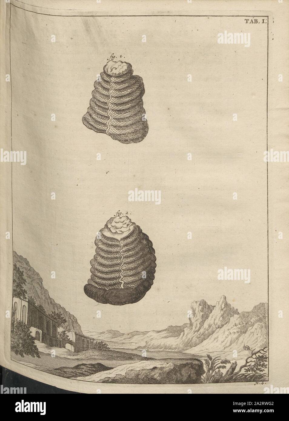 Combustibles, Illustration de deux fossiles, onglet. 1 (4) ITER, après p. 176, 1723, Johann Jakob Scheuchzer : Ouresiphoites Helveticus, sive itinera Helvetiae alpinas, par regiones facta annis MDCCII, MDCIII, MDCCIV, MDCCV MDCCVI, MDCCVII, MDCCIX MDCCX,,, MDCCXI (...). Lugduni Batavorum [Leyde] : typis ac sumptibus Petri van der Aa, MDCCXXIII [1723 Banque D'Images