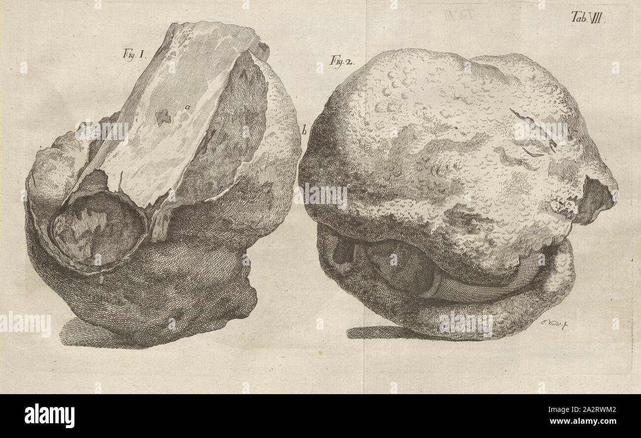 Les os pétrifiés, signé : E. Verelst, gravure sur cuivre, eau-forte, à l'onglet. 7, intégré à la p. 26, Verelst, Egid (f.), 1776, Cosimo Alessandro Collini, Journal d'un voyage, qui contient des observations mineralogiques differentes (...). Mannheim : C. F. Schwan, 1776 Banque D'Images