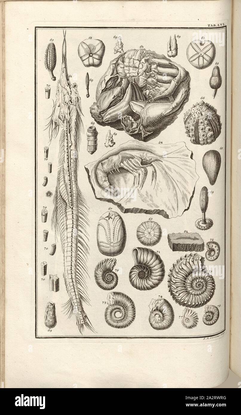 Versteinerungen (8), signé : J. A. sculptures Corvinus, gravure sur cuivre, plaque LVI (Vol. 1), Füssli, Johann Melchior ; Corvinus, Johann (août), 1731. sculptures, Johann Jakob Scheuchzer : Kupfer-Bibel (...). Augspurg und Ulm : gedruckt bey Christian Ulrich Wagner, 1731-1735 Banque D'Images