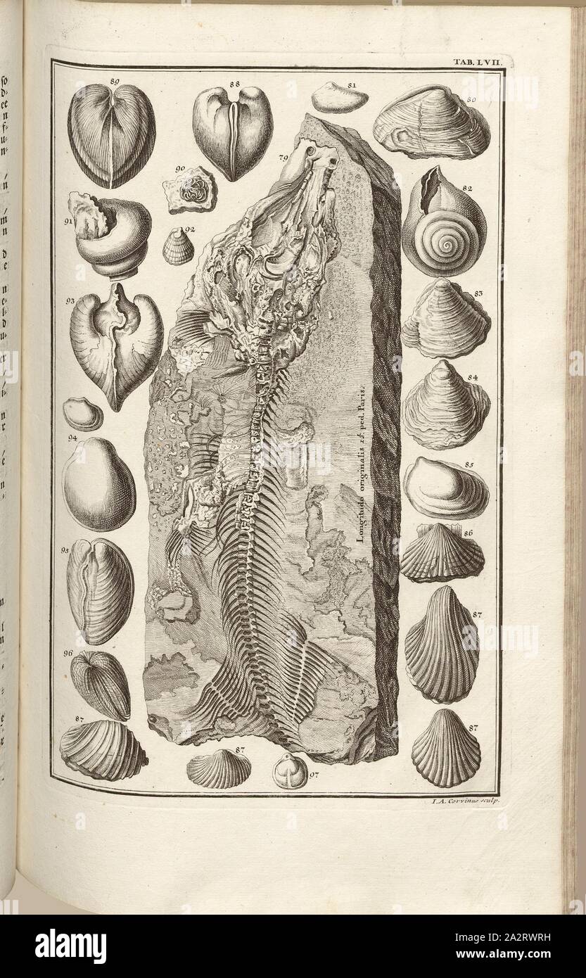 Versteinerungen (9), signé : J. A. sculptures Corvinus, gravure sur cuivre, plaque LVII (vol. 1), Füssli, Johann Melchior ; Corvinus, Johann (août), 1731. sculptures, Johann Jakob Scheuchzer : Kupfer-Bibel (...). Augspurg und Ulm : gedruckt bey Christian Ulrich Wagner, 1731-1735 Banque D'Images