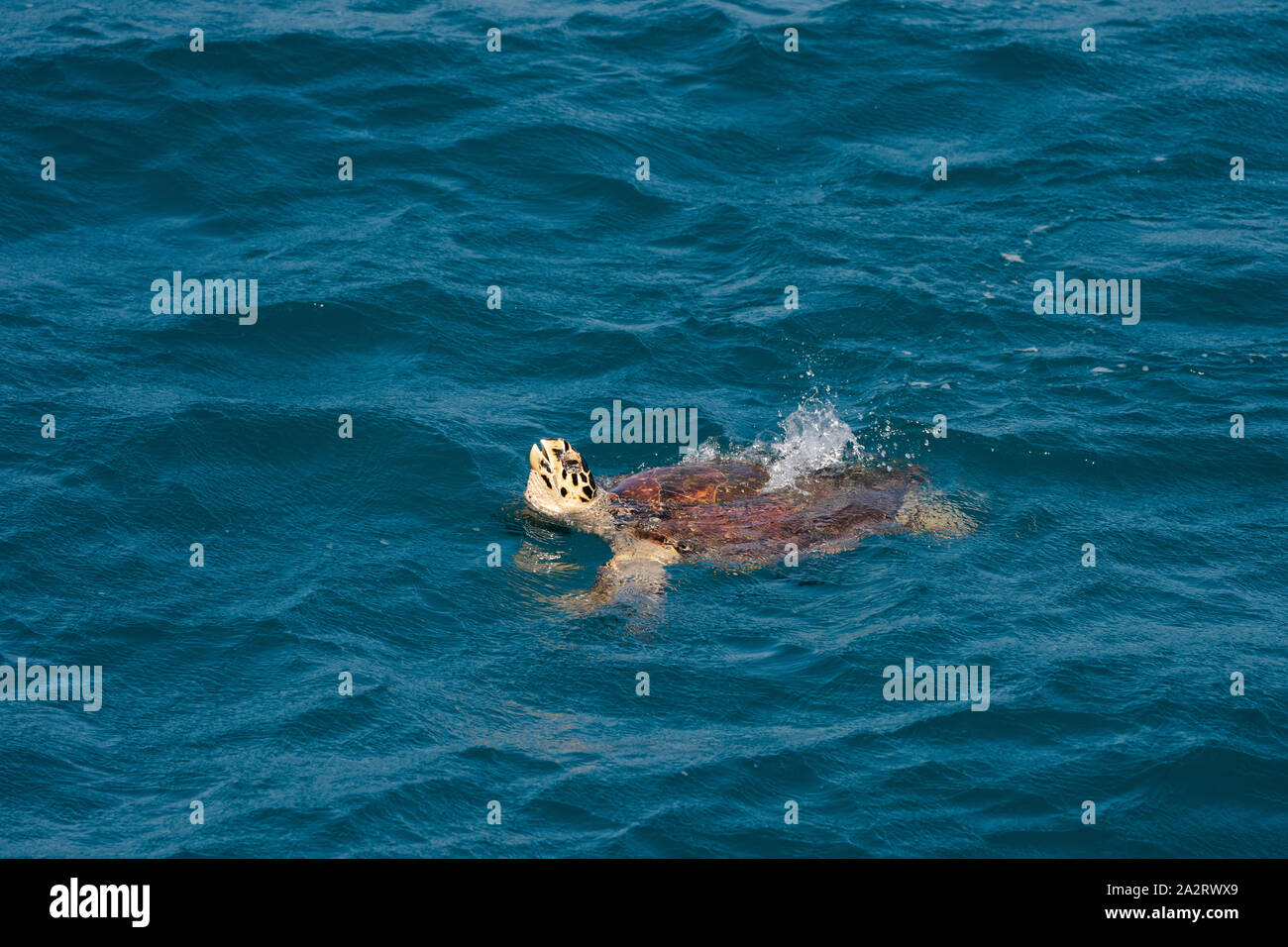 Tortue de mer loggerhead (Caretta caretta) Banque D'Images