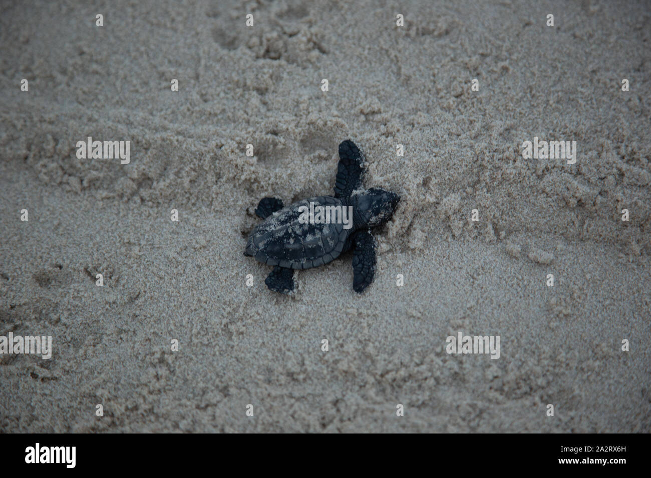 Tortue de mer loggerhead (Caretta caretta) Banque D'Images