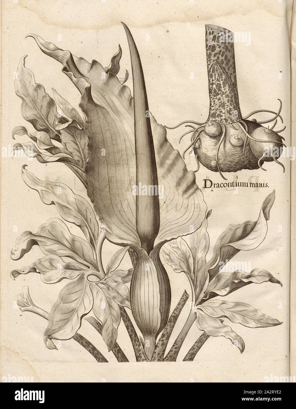 Dracontium plus, gravure sur cuivre, Dragonroot, p. 424, Basilius Besler, ; Jungermann, Ludwig, 1713, Basilius Besler : Hortus Eystettensis (...). Nürnberg, 1713 Banque D'Images